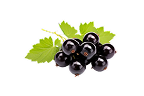 Black currant