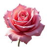 Turkish Roseq
