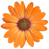 African Orange Flower 