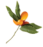 Citruswood