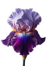  Iris